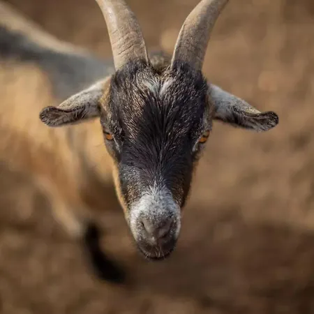 Menorca Llimpet Farmház Alaior
