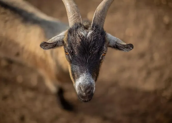 Menorca Llimpet Gospodarstwo agroturystyczne Alaior